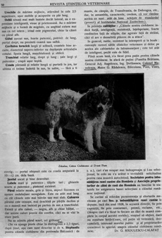 Proiect standard 1934 -Institutul National Zootehnic1